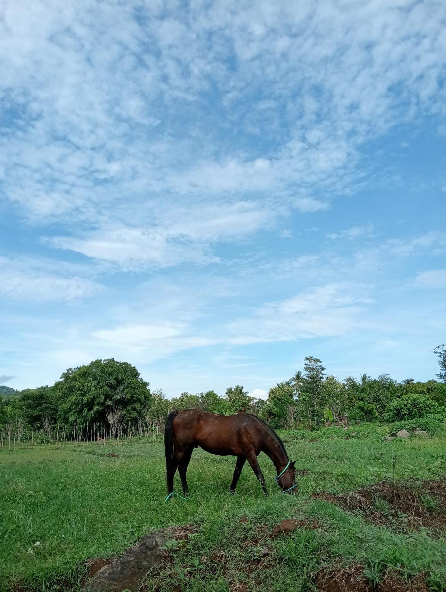 Tiu Batu Homestay Alas 外观 照片